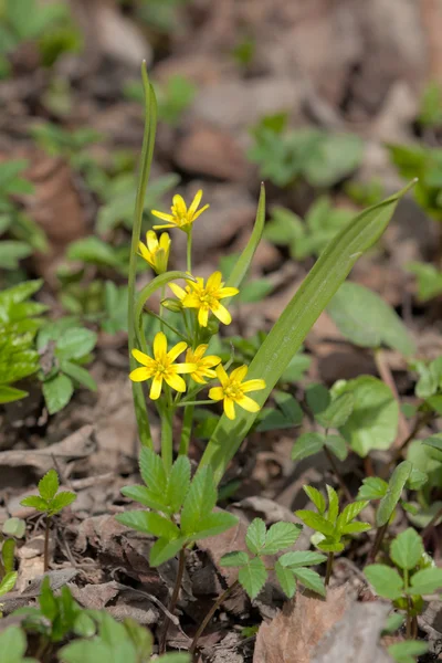 Small yellow spring flowers — Stock Photo, Image