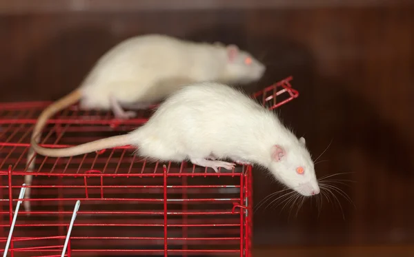 Twee witte binnenlandse rat — Stockfoto