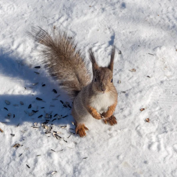 Eekhoorn in de sneeuw — Stockfoto