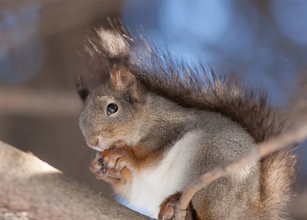 Eichhörnchen mit einer Mutter — Stockfoto