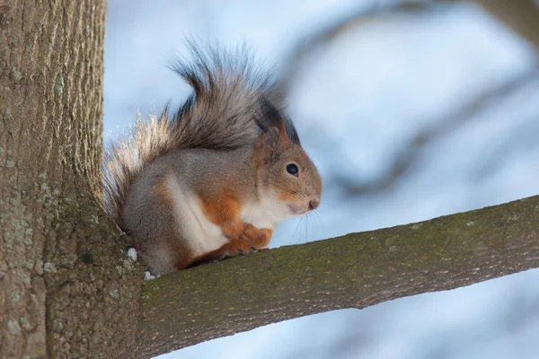 Eichhörnchen auf einem Ast — Stockfoto