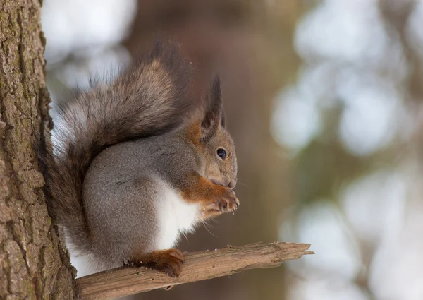 Ardilla en un árbol — Foto de Stock