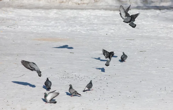 Flock of pigeons — Stock Photo, Image