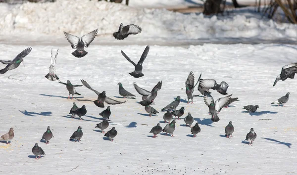 Flock of pigeons in the park — Stock Photo, Image