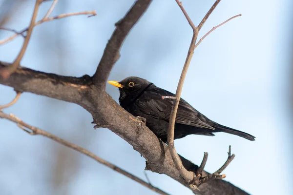 Blackbird on a tree branch — Stock Photo, Image