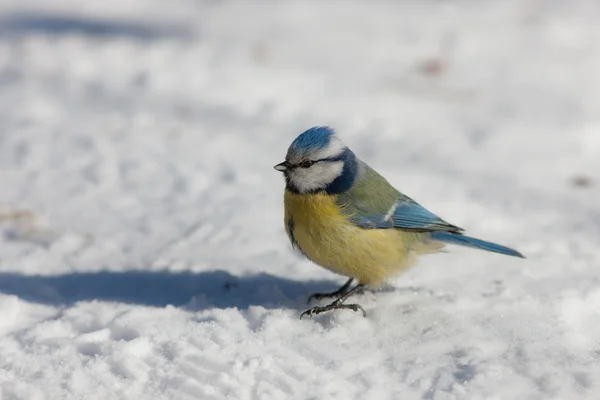 Blåmes i snön — Stockfoto