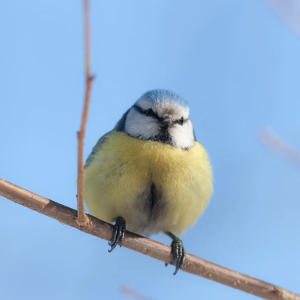 Blue tit on branch close up — Stock Photo, Image