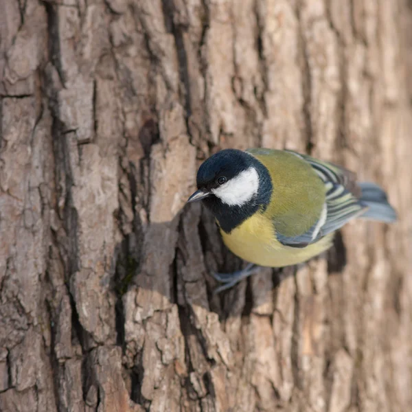 Tit on a tree trunk — Stock Photo, Image