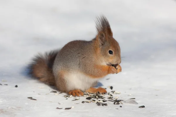 Eichhörnchen auf Schnee — Stockfoto