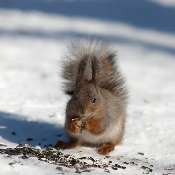 Squirrel eats sunflower seeds — Stock Photo, Image