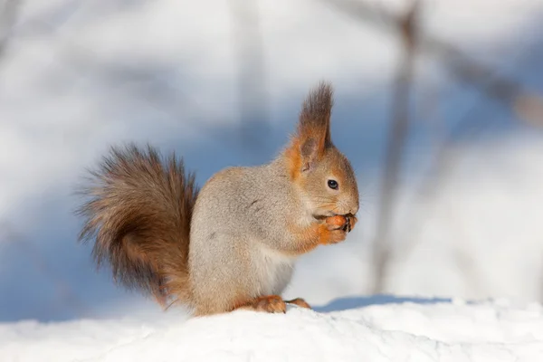 Squirrel eats a nut — Stock Photo, Image