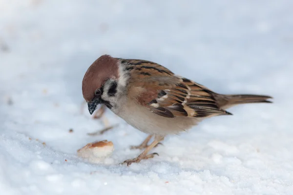 Sparrow encontrou um pedaço de pão — Fotografia de Stock