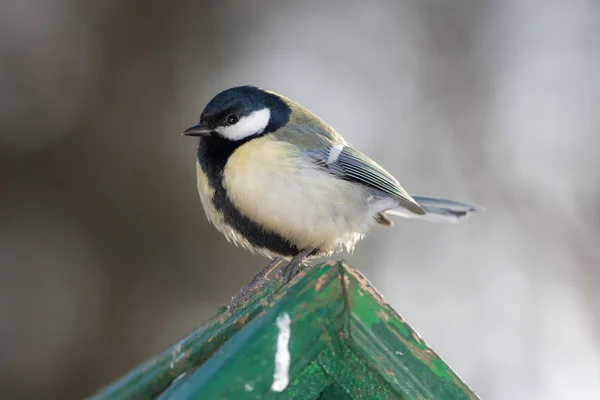 Tit on the roof — Stock Photo, Image