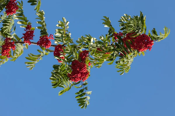 Rowan tree against the sky — Stock Photo, Image