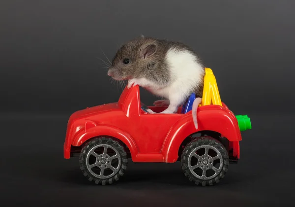 Sıçan bir oyuncak araba — Stok fotoğraf