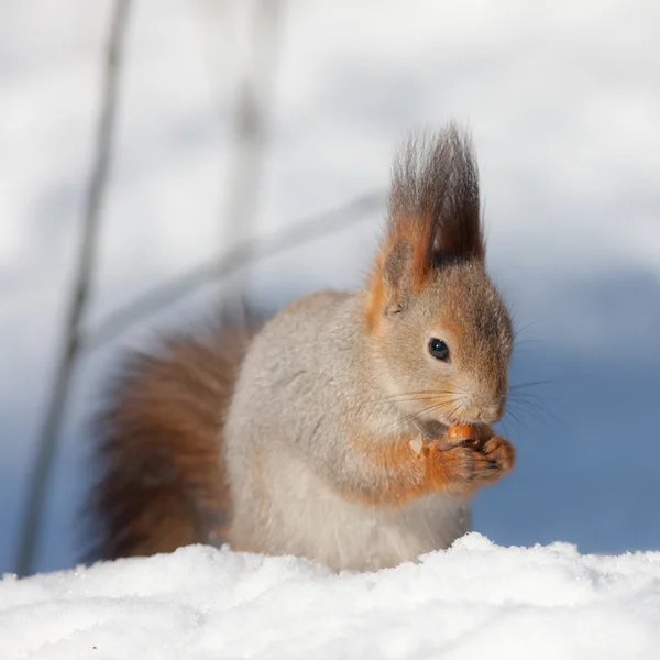 松鼠在雪地上 — 图库照片
