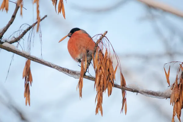 Bullfinch v zimě — Stock fotografie