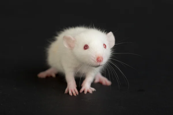 Dziecko biały szczur — Zdjęcie stockowe