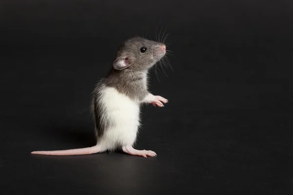 Baby rat — Stock Photo, Image