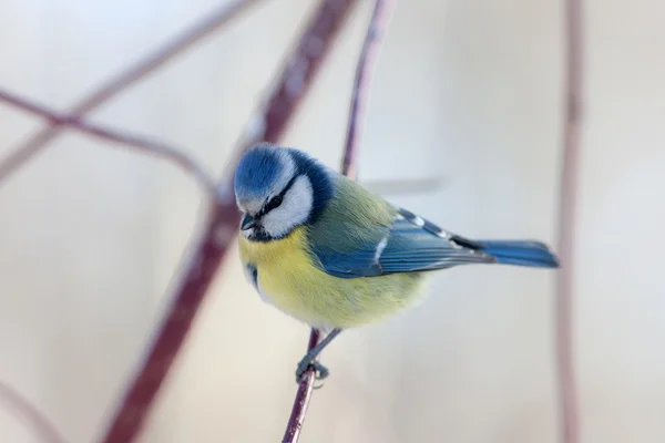 Retrato de tit azul — Fotografia de Stock