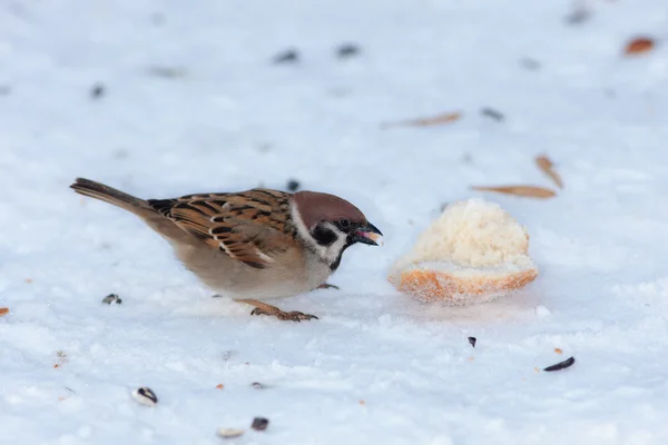 Hungry sparrow — Stock Photo, Image