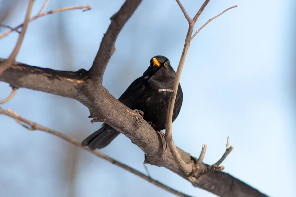 Portrait of a blackbird — Stock Photo, Image