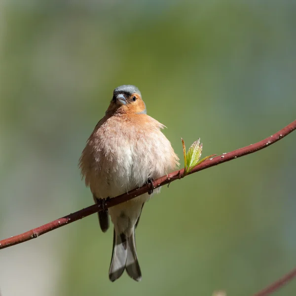 Portrait of chaffinch — Stock Photo, Image