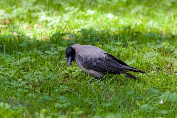 Retrato de corvo — Fotografia de Stock