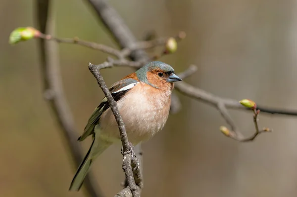 Chaffinch навесні — стокове фото