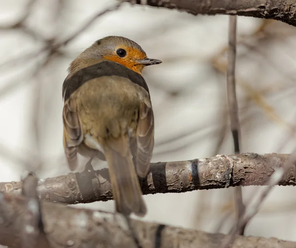 Nyfiken robin närbild — Stockfoto