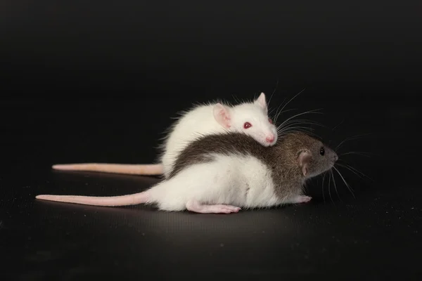 Dois pequenos ratos domésticos — Fotografia de Stock