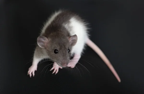 Ritratto di un piccolo ratto domestico — Foto Stock