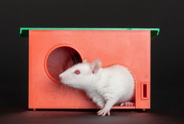 Beyaz fare kırmızı bir evde — Stok fotoğraf