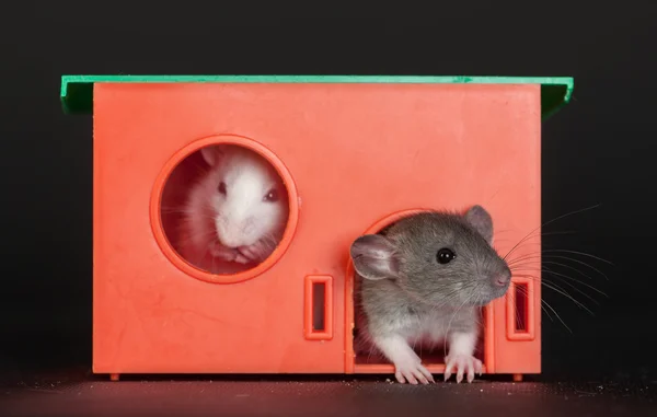 Baby rats in the red house — Stock Photo, Image