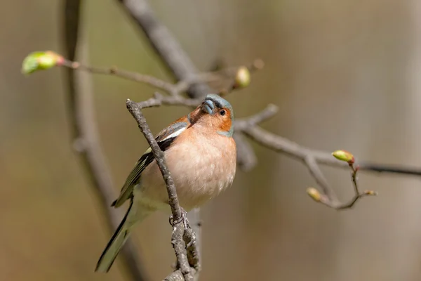 Chaffinch on a branch — Stock Photo, Image