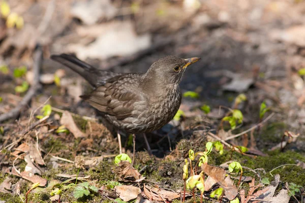 Thrush in the spring — Stock Photo, Image