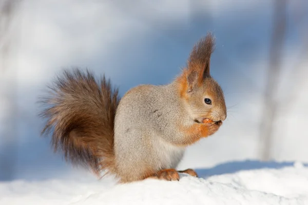 Squirrel close up — Stock Photo, Image