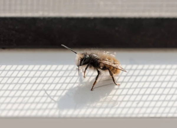 Bumblebee pencere pervazına üzerinde — Stok fotoğraf