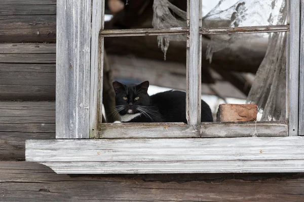 Svart katt i fönstret — Stockfoto