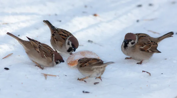 Hungry sparrows — Stock Photo, Image