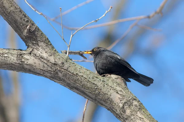 Blackbird — Stock Photo, Image