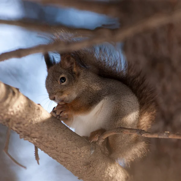 Portrait d'un écureuil sur un arbre — Photo