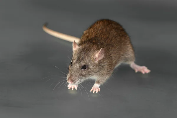 Brown domestic rat — Stock Photo, Image