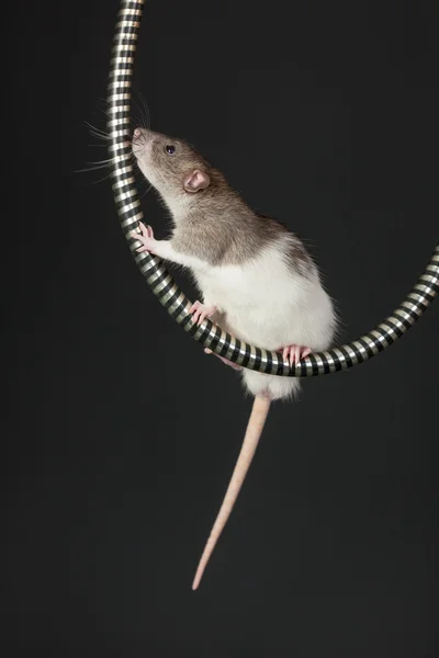 Rat på tuben — Stockfoto