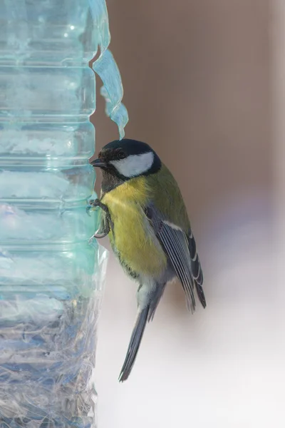 Голодні titmouse — стокове фото