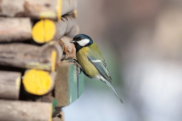 Titmouse sitting on a wooden house — Stock Photo, Image