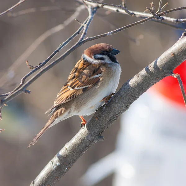 Portrait of a sparrow — Stock Photo, Image