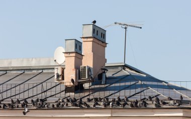 Güvercinler sürüsü