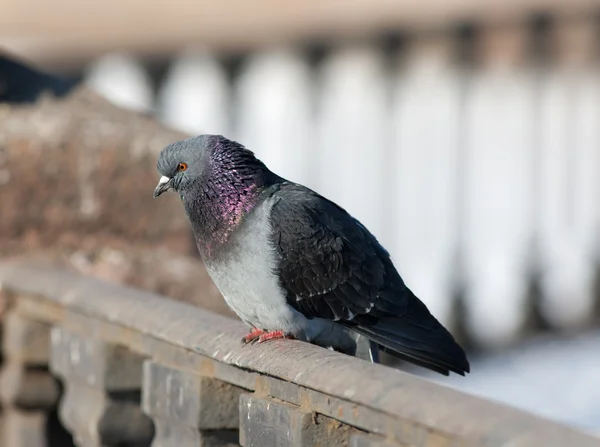 Portrait of pigeon — Stock Photo, Image