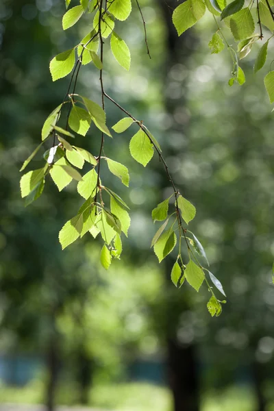 Tiempo verde — Foto de Stock